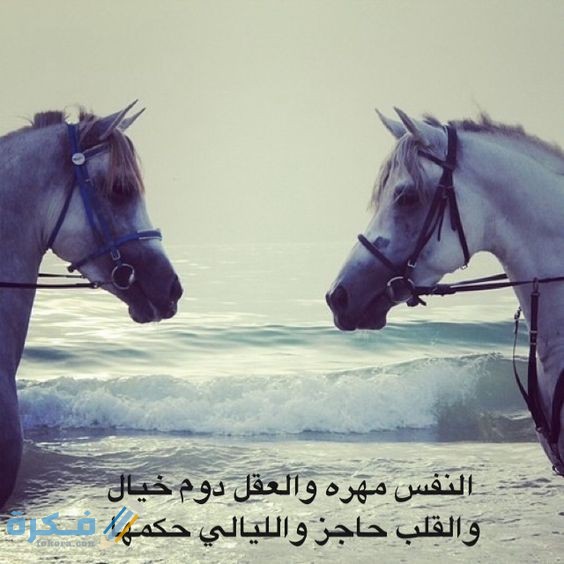 صور خيول مكتوب عليها 21 1