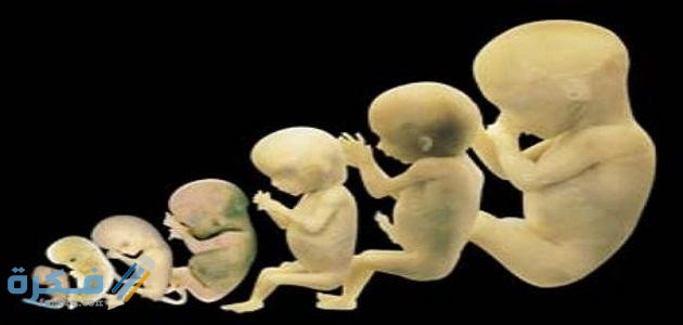 مراحل خلق الإنسان