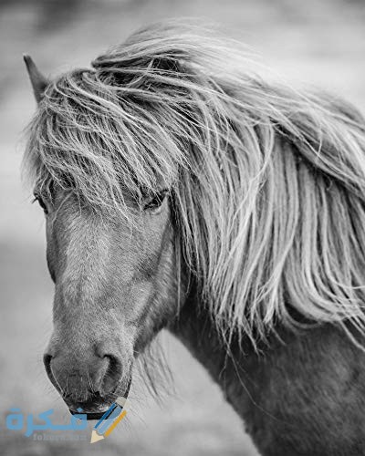 واتس صور خيول