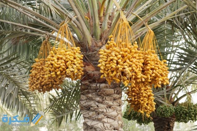 تفسير حلم البلح الأصفر