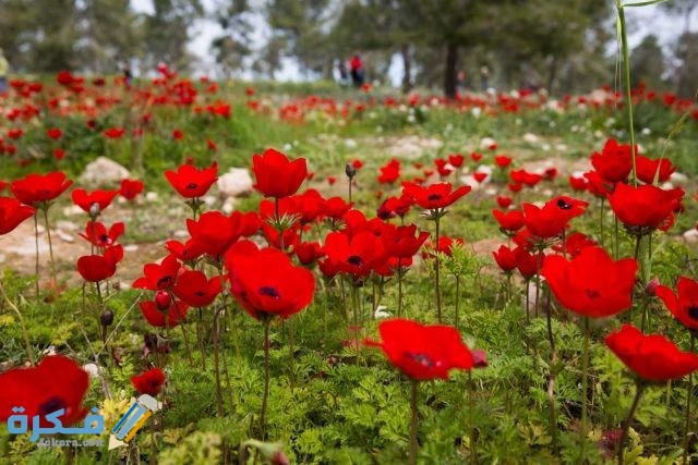 2203 F160214NS19 Qu50 RT1600x1024 OS1600x1067 RD1600x1067