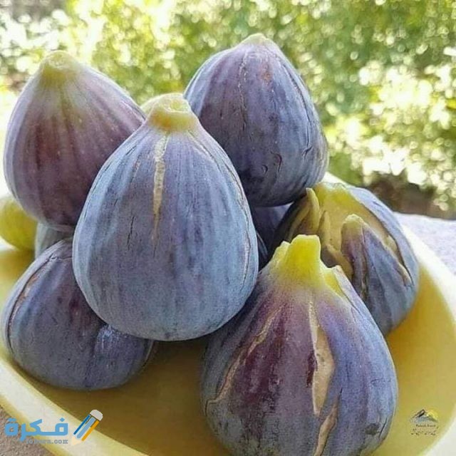 58749247 1197718583735040 8683384992937541632 n