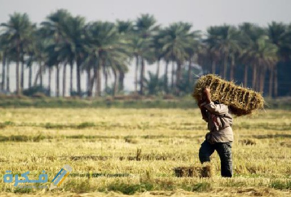 ما هي مشكلات التنمية الريفية و شرح نهج التنمية الريفية التقليدية ما هي مشكلات التنمية الريفية و شرح نهج التنمية الريفية التقليدية