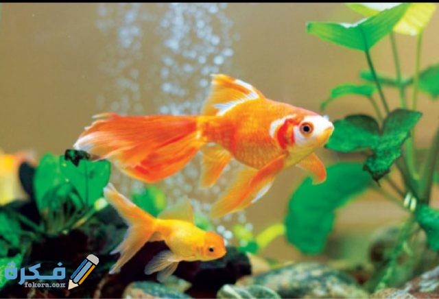 صور حيوانات أليفة2021 IMG ٢٠٢٠١٠٢٢ ١١١٢٤٨