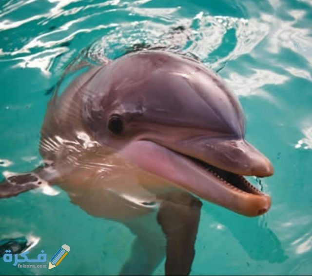 صور حيوانات أليفة2021 IMG ٢٠٢٠١٠٢٢ ١١١٣٢٦