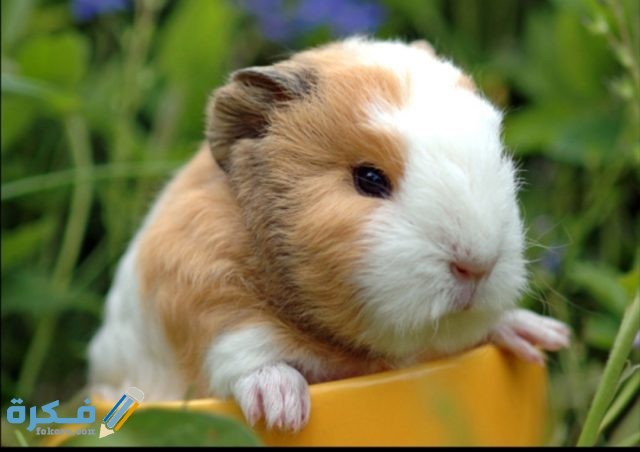 صور حيوانات أليفة2021 IMG ٢٠٢٠١٠٢٢ ١١١٤١٢