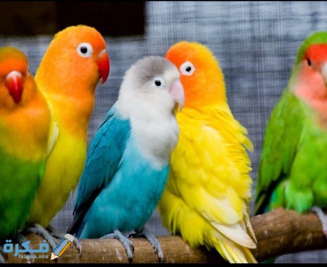 صور حيوانات أليفة2021 IMG ٢٠٢٠١٠٢٢ ١١١٥٠٢