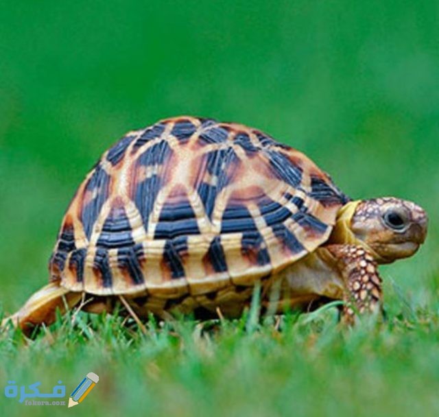 صور حيوانات أليفة2021 IMG ٢٠٢٠١٠٢٢ ١١١٥١٦