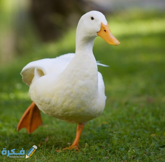 صور حيوانات أليفة2021 IMG ٢٠٢٠١٠٢٢ ١١١٥٢٩