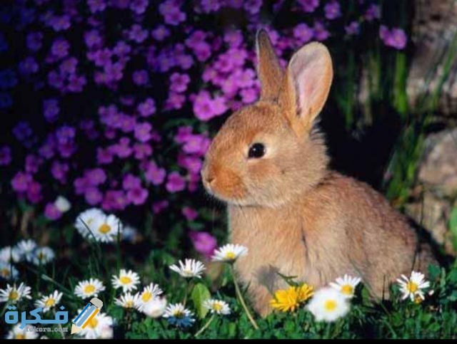 صور حيوانات أليفة2021 IMG ٢٠٢٠١٠٢٢ ١١١٥٥٧