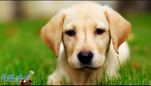 صور حيوانات أليفة2021 IMG ٢٠٢٠١٠٢٢ ١١١٦٣٢