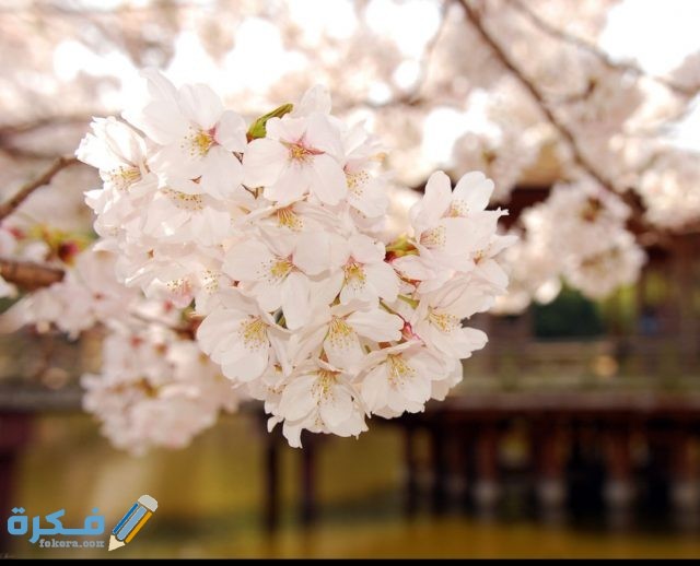 IMG ٢٠٢٠١٠٢٣ ١١٥٩٥٨ 1