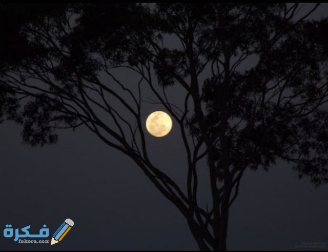 IMG ٢٠٢٠١٠٢٤ ١٤٢٥٠١