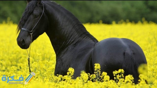 IMG ٢٠٢٠١٠٢٧ ١٤٠٣٠٨