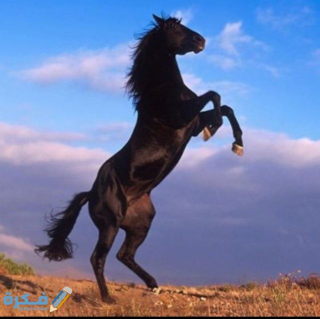 IMG ٢٠٢٠١٠٢٧ ١٤٠٤٥٥