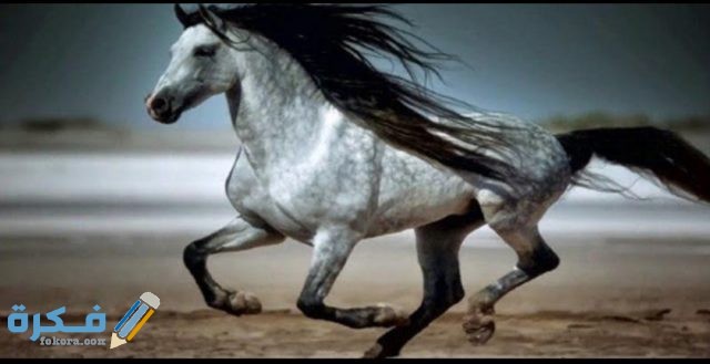 IMG ٢٠٢٠١٠٢٧ ١٤٠٥٣١