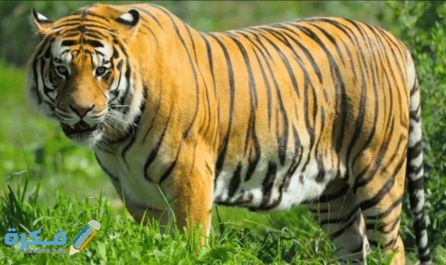 IMG ٢٠٢٠١٠٣١ ٠٦١٤٣٧