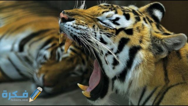 IMG ٢٠٢٠١٠٣١ ٠٦١٥٤٧