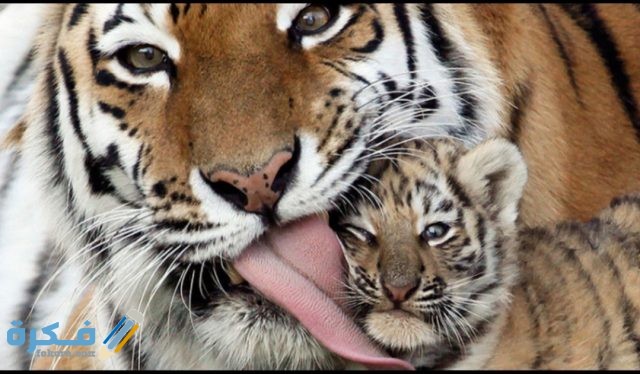 IMG ٢٠٢٠١٠٣١ ٠٦١٦٠٣