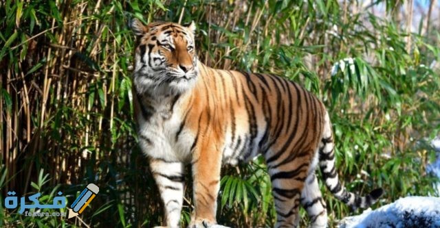 IMG ٢٠٢٠١٠٣١ ٠٦١٧١٢