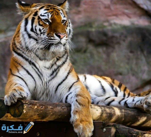 IMG ٢٠٢٠١٠٣١ ٠٦١٨١٣