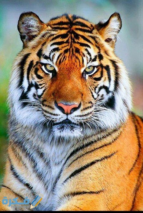 IMG ٢٠٢٠١٠٣١ ٠٦١٨٣٠