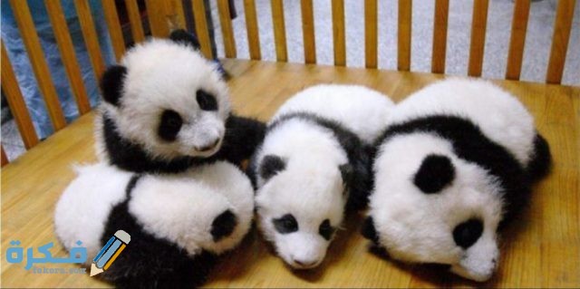 IMG ٢٠٢٠١٠٣١ ٠٧٠٤٥٣