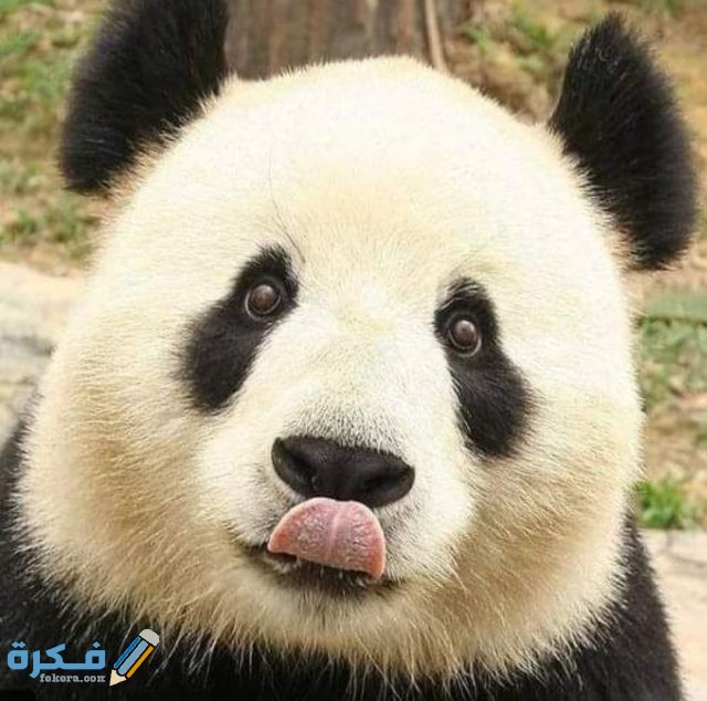 IMG ٢٠٢٠١٠٣١ ٠٧٠٥٥١