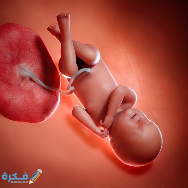 قصص عن الاستغفار ونوع الجنين Week 401