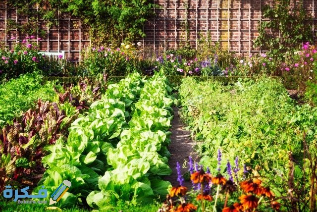 companion planting guide layout