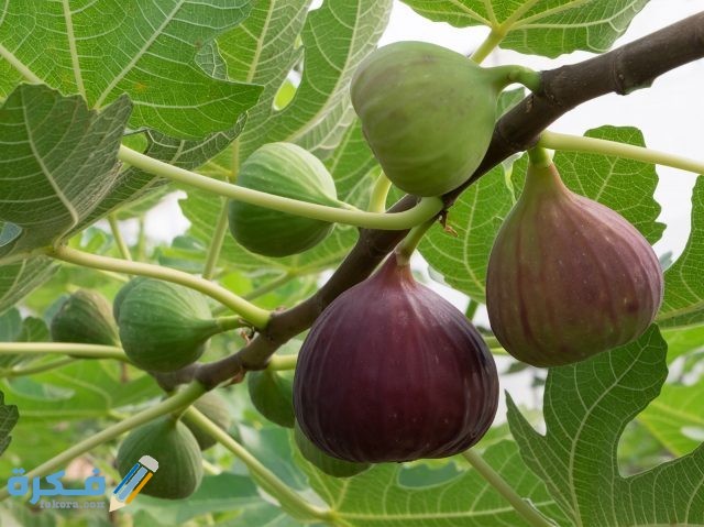 figs fig tree