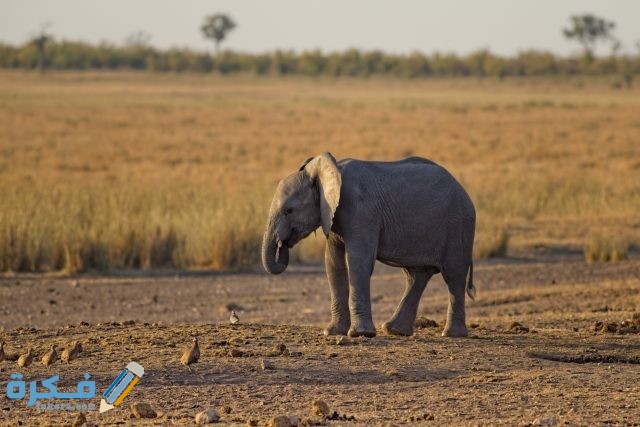 pexels adriaan greyling 750536