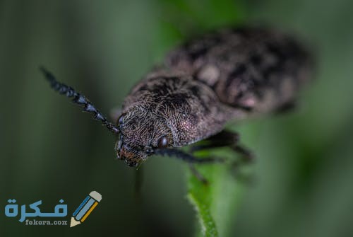 pexels photo 1101210