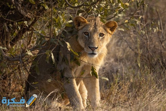 pexels photo 4913603