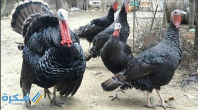 الرومي البلدي