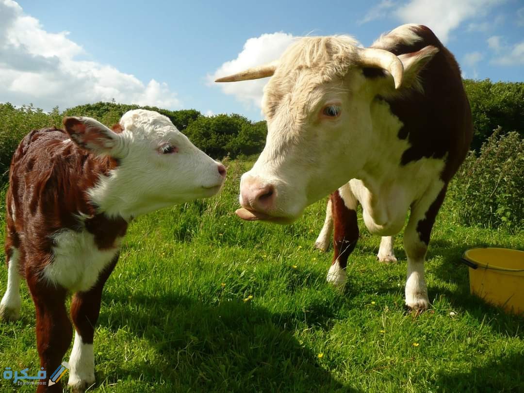 انواع محاصيل الاعلاف في مصر