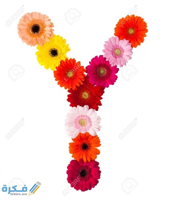 صور حرف Yمزخرفة 3540 1