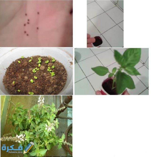 Growth periods Optimized