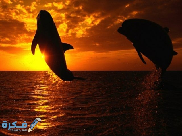 صور خلفيات انستقرام