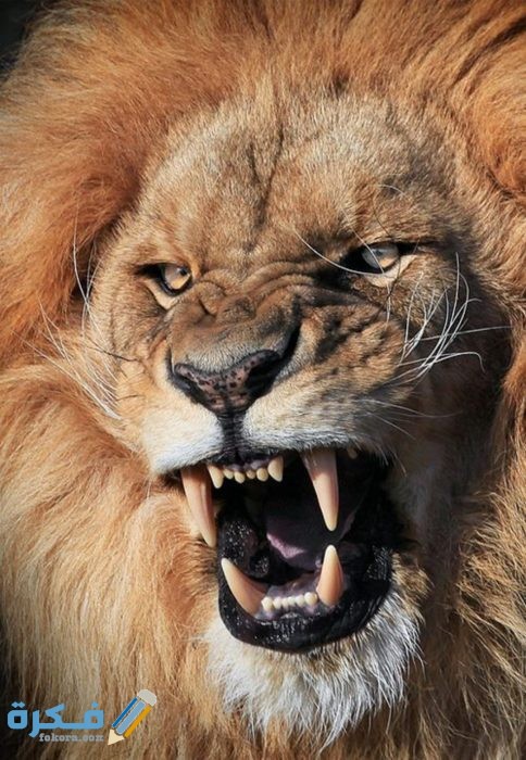 IMG ٢٠٢٠١١١٨ ٢١٤٠١٦