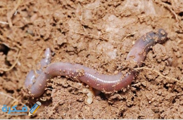 IMG ٢٠٢٠١١٢٧ ٠١٠٢٥٢ 1