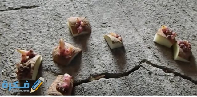 IMG ٢٠٢٠١١٢٧ ٠٨١٤٣٩