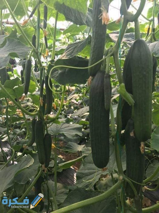 معلومات عن زراعة الخيار وطرف زراعة الخيار News15828206371