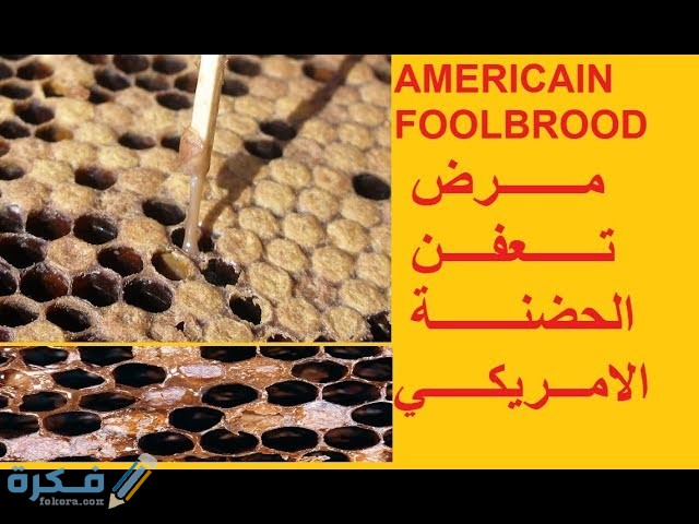 علاج تعفن الحضنة في النحل