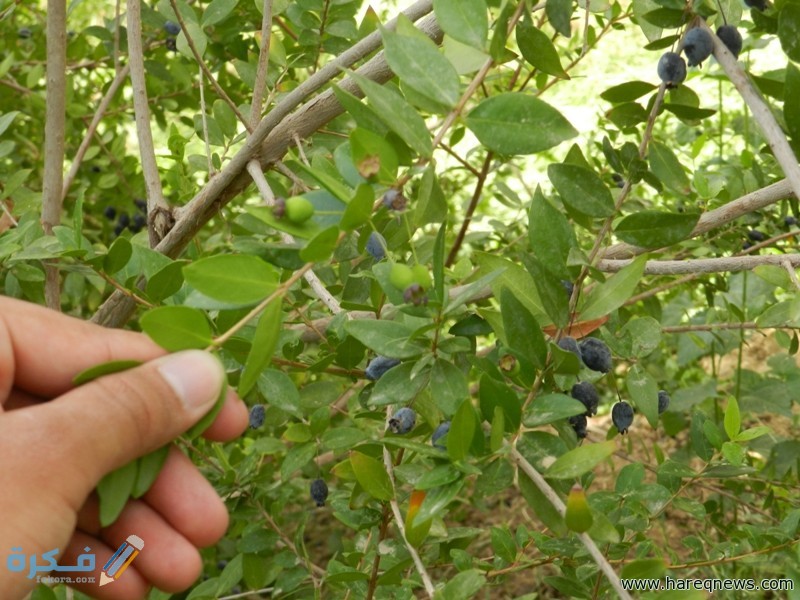 الدول المنتجة للهيل