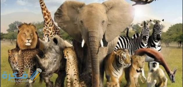 الحيوانات البرية 1