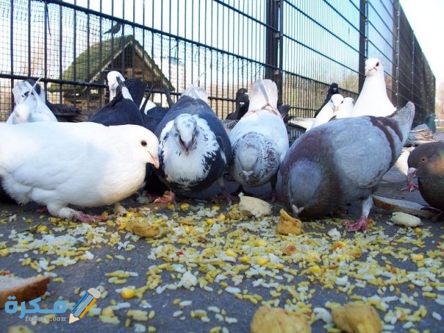 تغذية الحمام 800x600 1