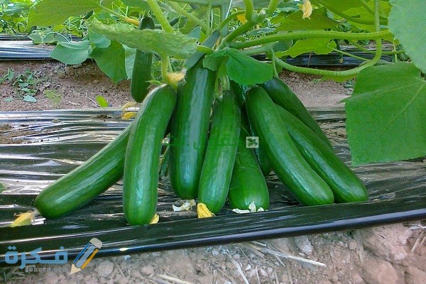 معلومات عن زراعة الخيار وطرف زراعة الخيار