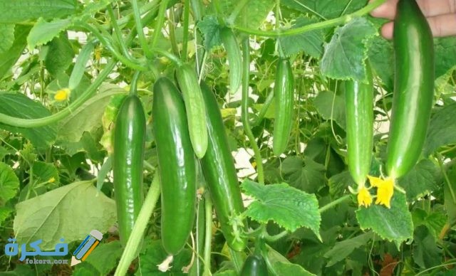 معلومات عن زراعة الخيار وطرف زراعة الخيار الخيار e1579527145576