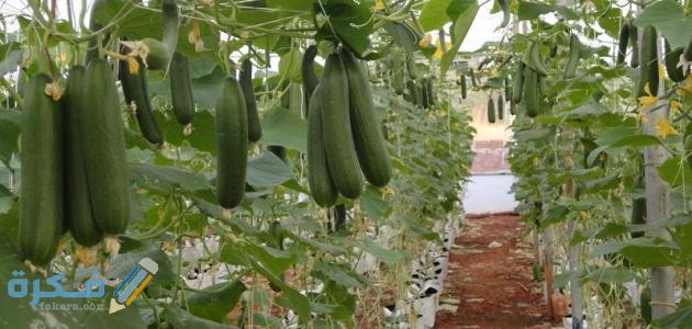 معلومات عن زراعة الخيار وطرف زراعة الخيار زراعة بذور الخيار